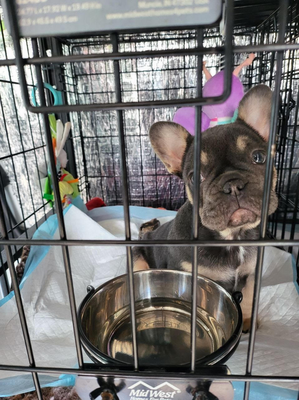 cute pet transport australia