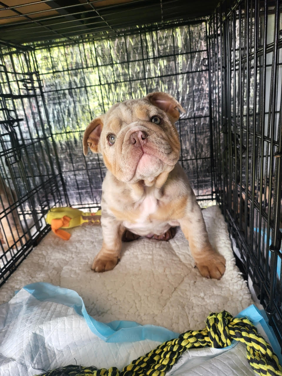 pet moving in cage