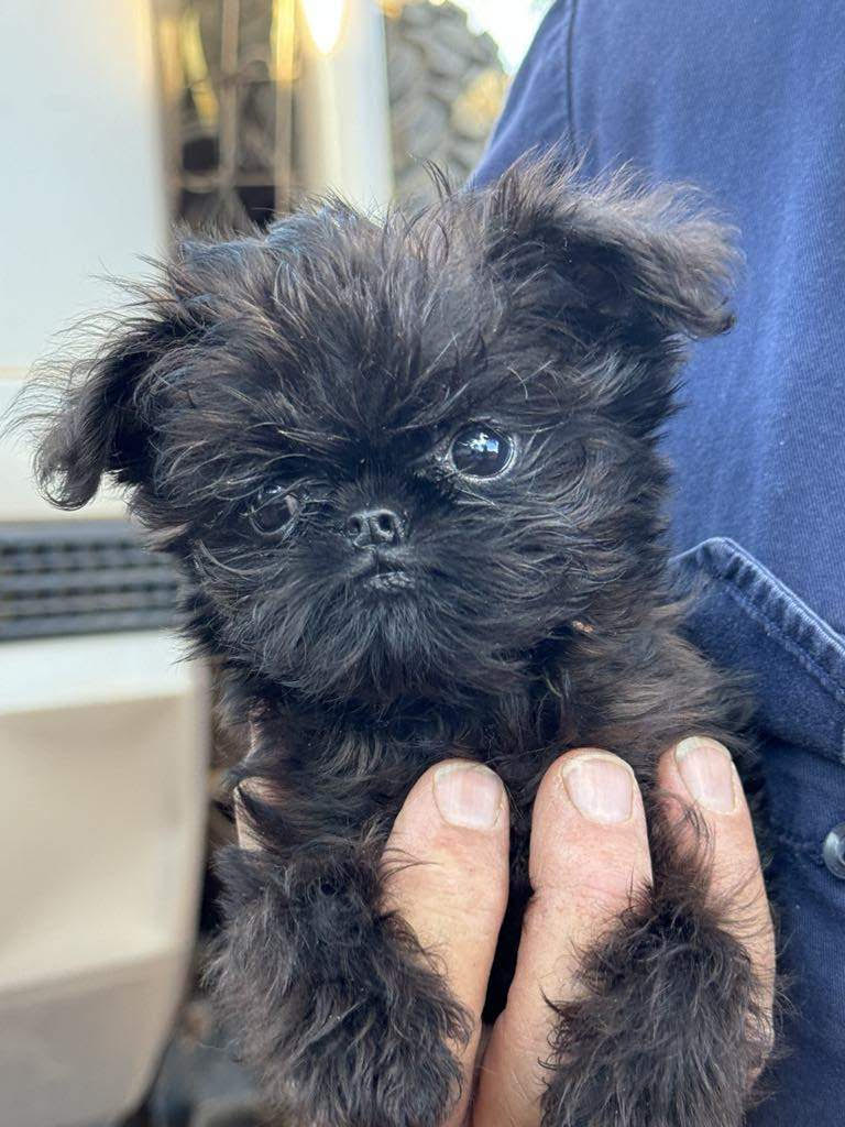 black pet transporting