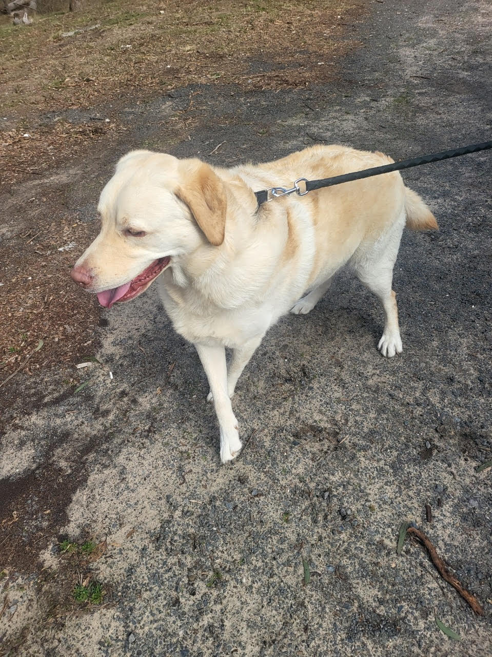 pet safe transport australia