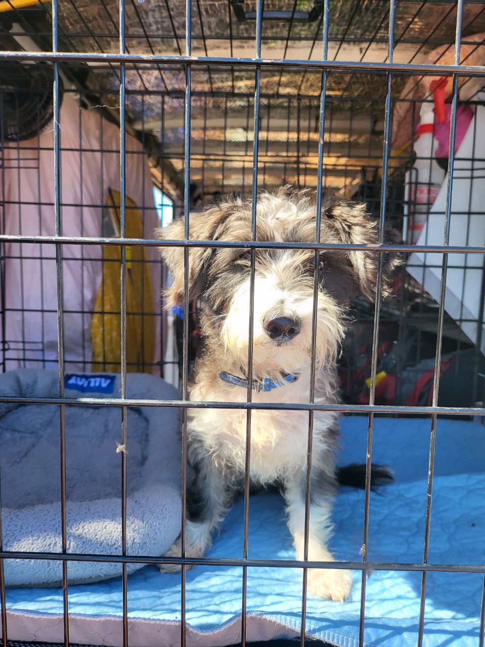 safe pet transporting