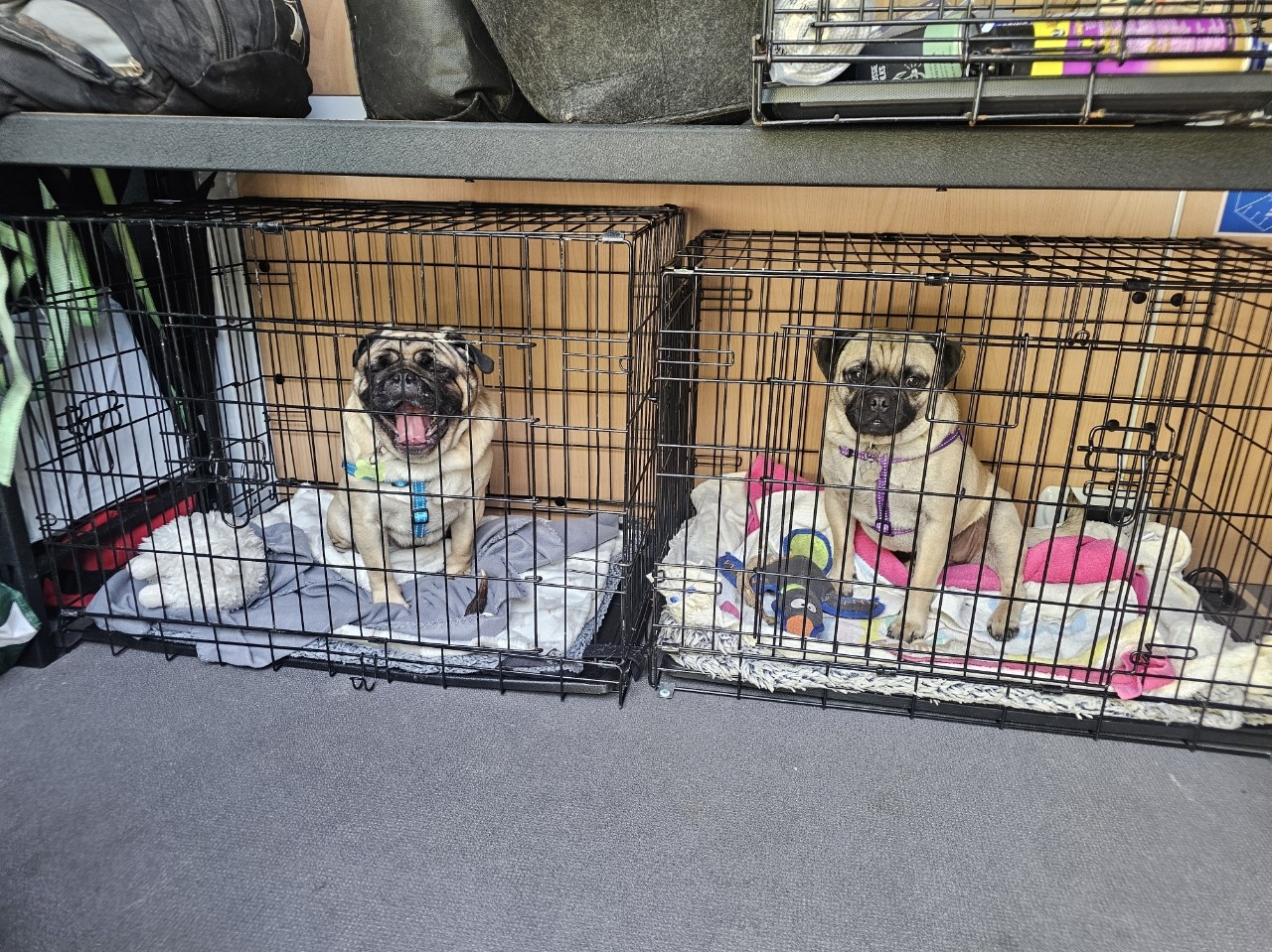 two dogs enjoying