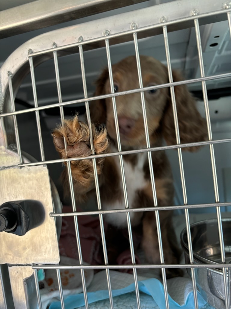 pet in cage