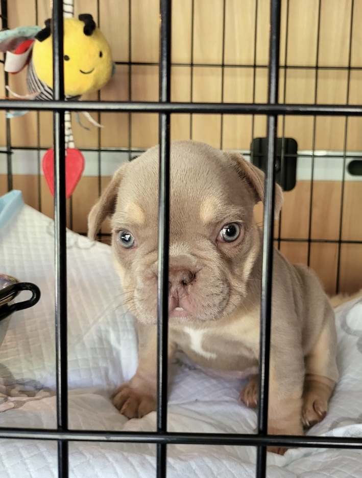 safe pet transfer