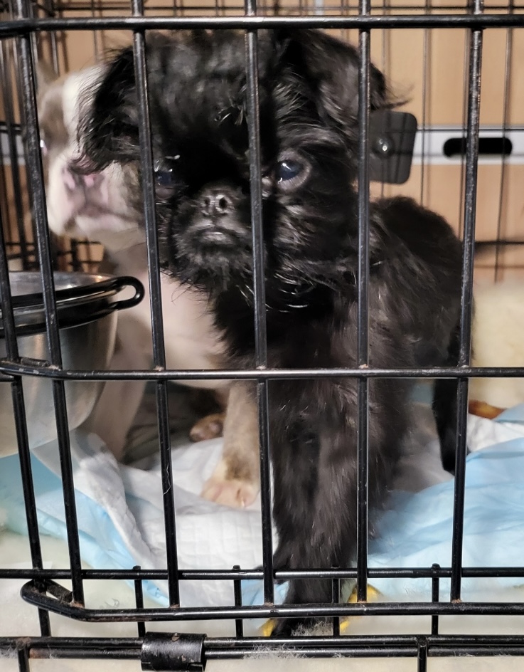 cute pet transporting