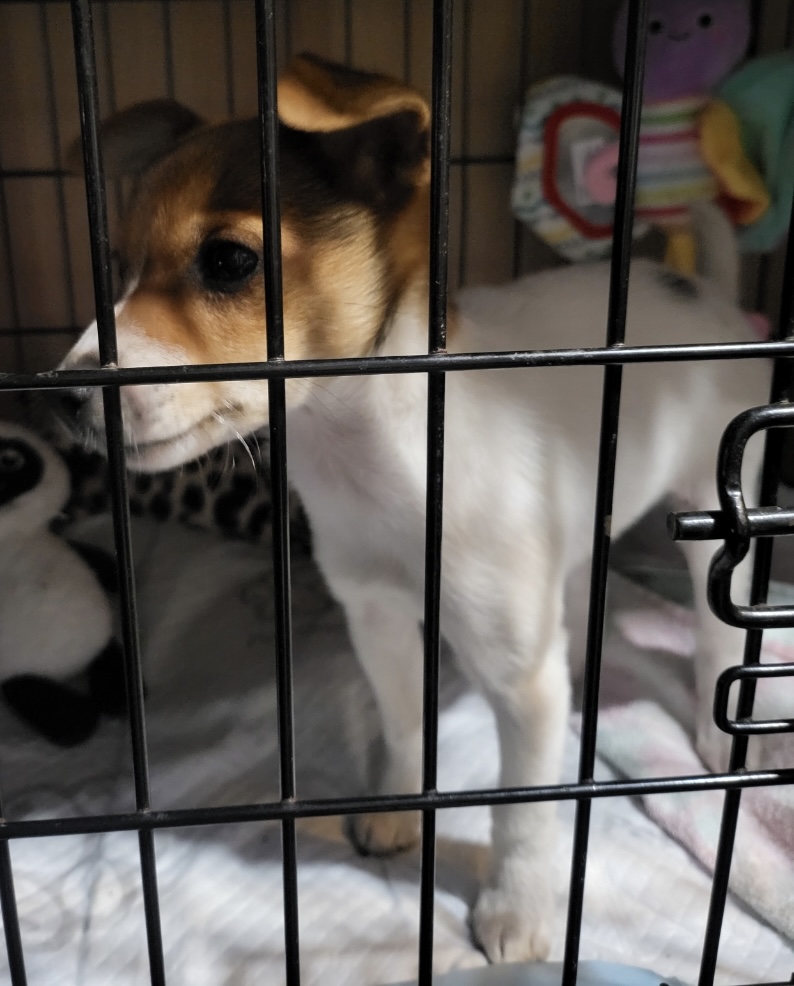 pet transporting