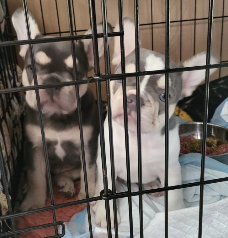 transporting pets
