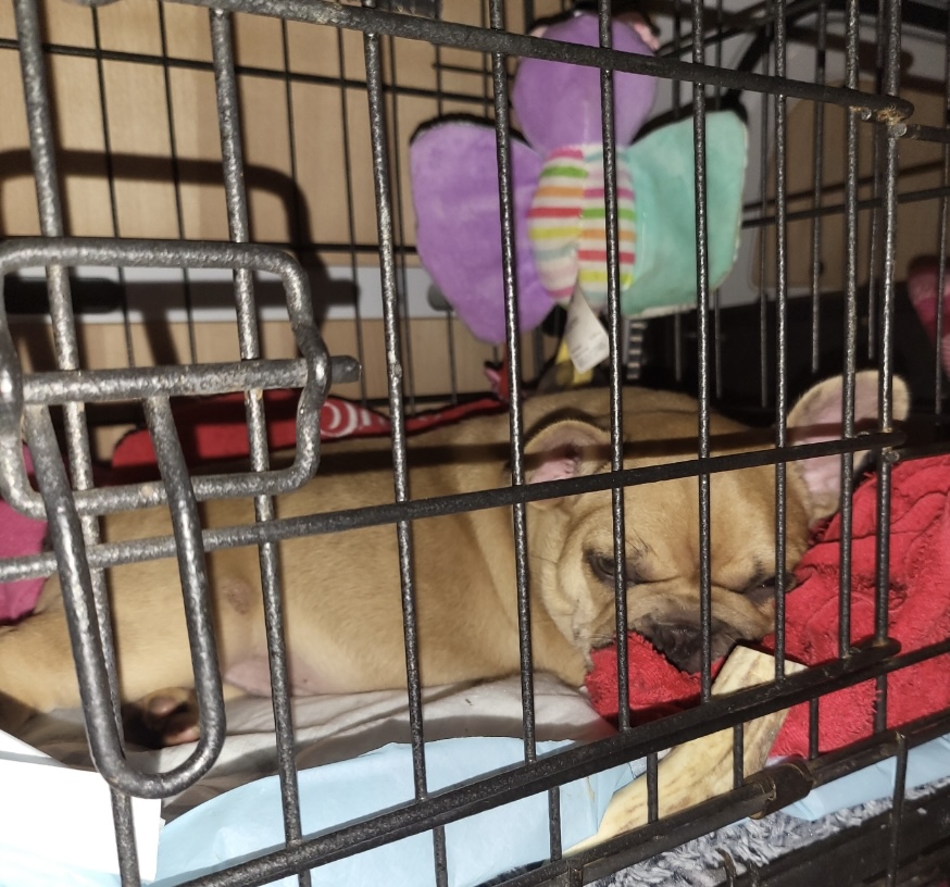 pet enjoying transport