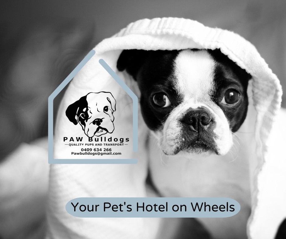 We take your pets safely interstate